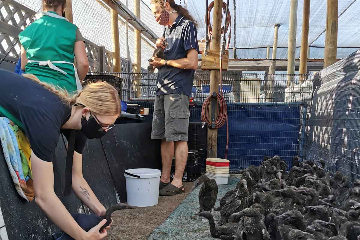 rescued-cape-cormorant-2