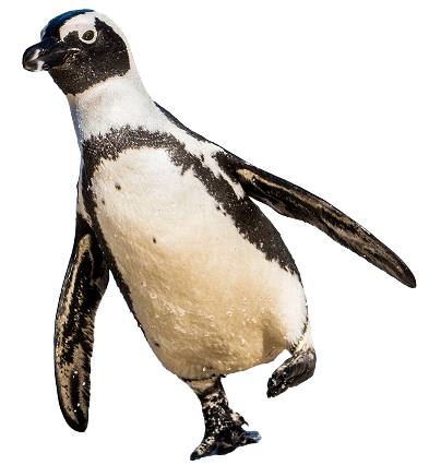 pinguin