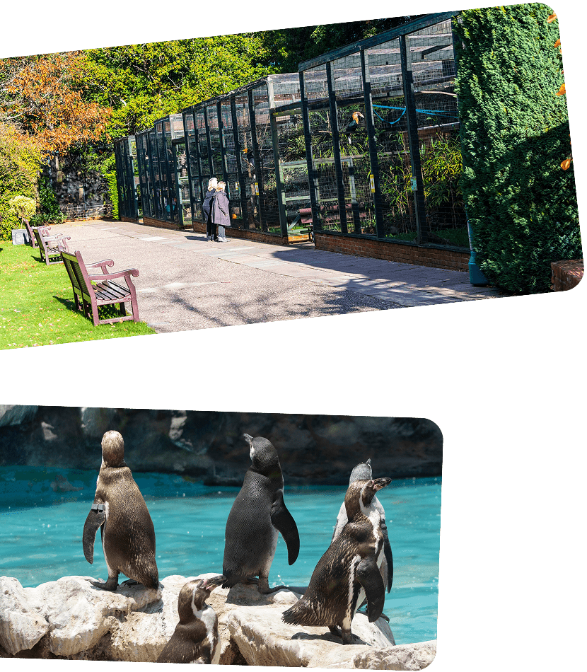 Accessibility & Mobility