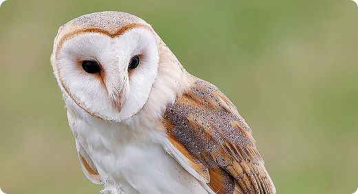 Barn Owl