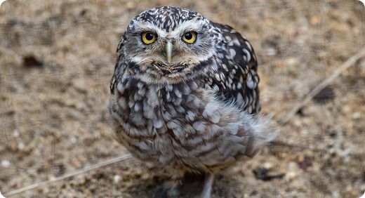 Burrowing Owl