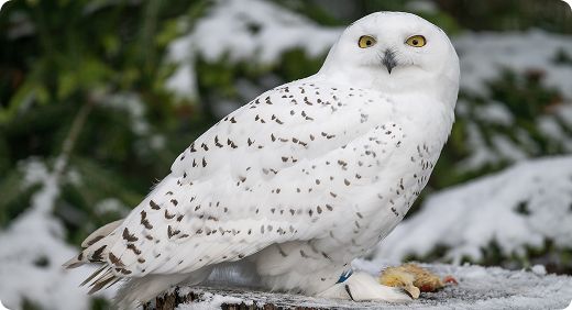 Snowy Owl