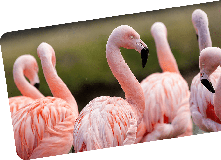 Flamingos
