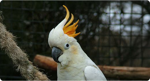 Citron-crested Cockatoo