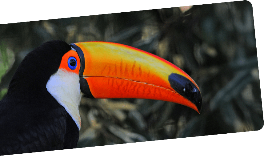 Adopt your favourite