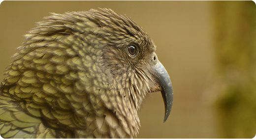 Kea