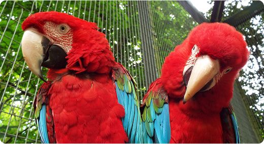 Green-winged Macaw