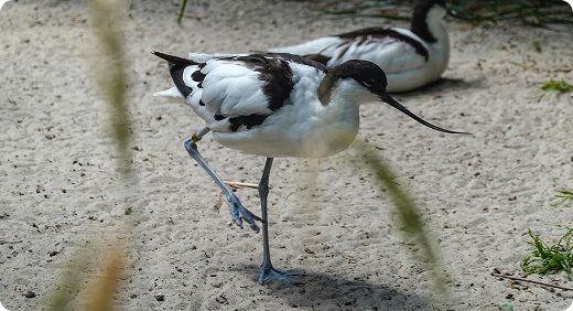 Pied Avocet