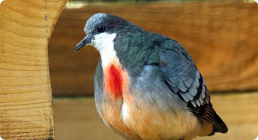 Luzon Bleeding Heart Dove