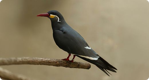 Inca Tern