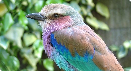 Lilac-breasted Roller
