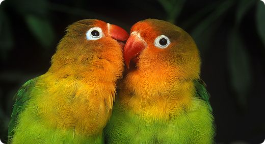 Black-cheeked Lovebird