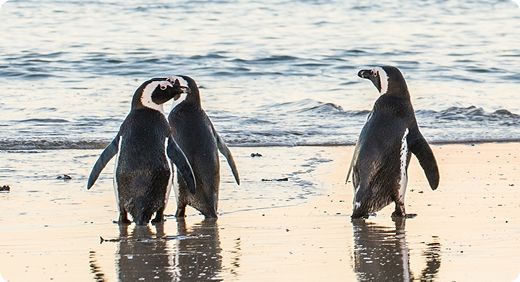 African penguin 1