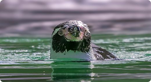 Humboldt penguin