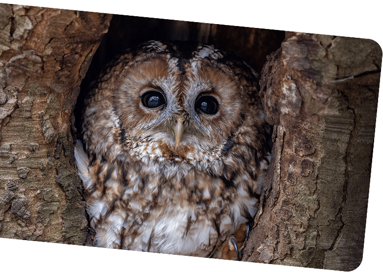 owl in a wood