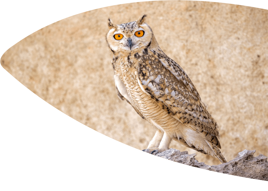 owl